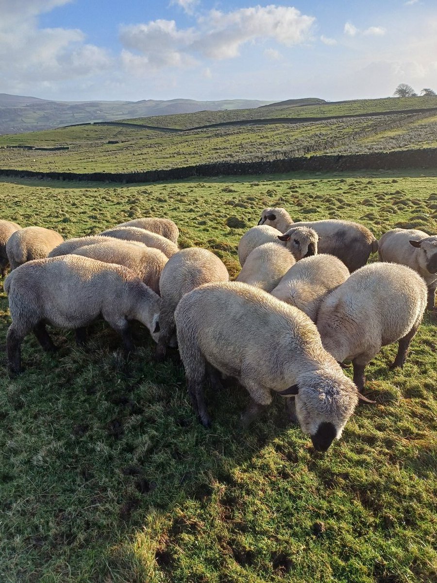 thelumbflock's tweet photo. Job's Today. Keeping all Ticking Over! View from " The Big Country" Clear Sky's for an Hour! The LUMB Hampshire Down Flock https://t.co/4IXhECBKe4