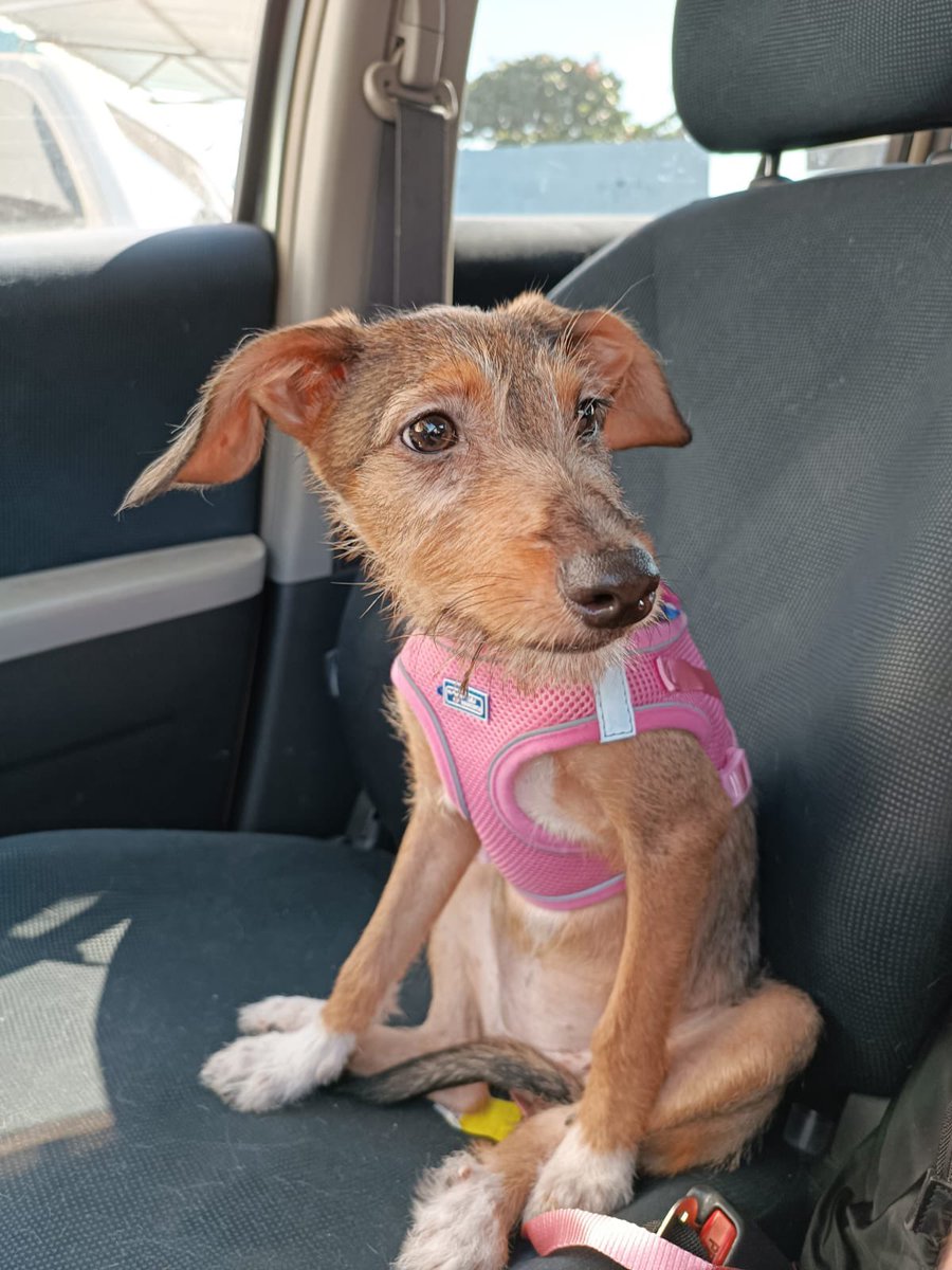 MarcoHuellasPy's tweet photo. Nos 💔 nadie nos pregunta por Tini, su hogar temporal viajo y tendrá que volver a la guardería de la vete 💔 si te interesa adoptarla podes escribir al 0981527015  es una hermosa cachorra de 5 meses castrada, vacunas al día muy amorosa. Abrí tu ❤️ elegí adoptar 🐾❤️🙌 RT 🙏 https://t.co/yubQYXu2Il