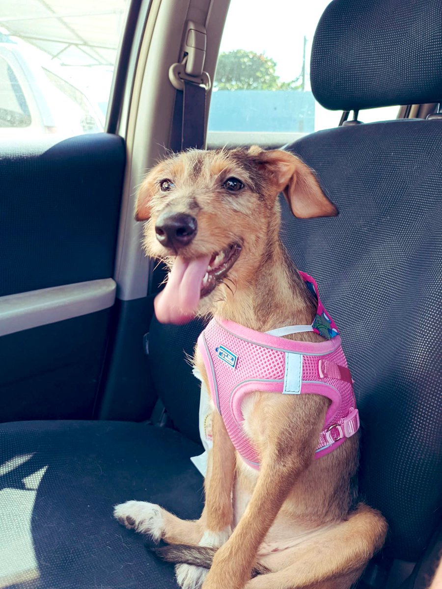 MarcoHuellasPy's tweet photo. Nos 💔 nadie nos pregunta por Tini, su hogar temporal viajo y tendrá que volver a la guardería de la vete 💔 si te interesa adoptarla podes escribir al 0981527015  es una hermosa cachorra de 5 meses castrada, vacunas al día muy amorosa. Abrí tu ❤️ elegí adoptar 🐾❤️🙌 RT 🙏 https://t.co/yubQYXu2Il