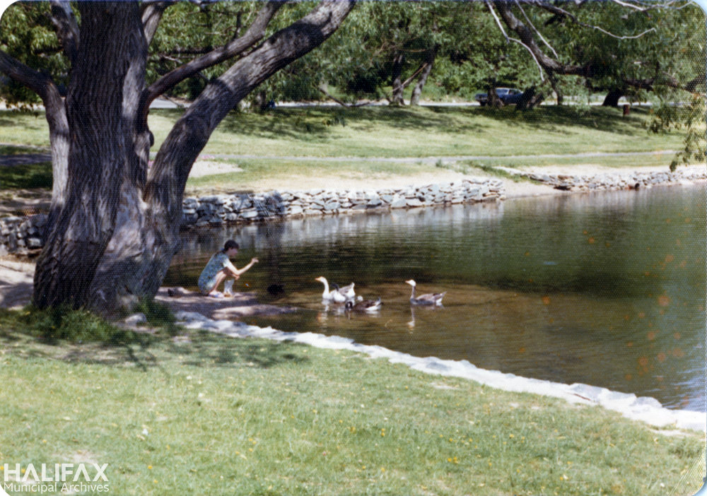 hfxgov's tweet image. On the sixth day of Archives, #hfxarchives gave to me: (some) geese a-feeding at Sullivan's Pond.🎶 
This photograph was taken as part of a series in the 1980s showcasing recreation at parks in Dartmouth. #12DaysofArchives
Photo series: brnw.ch/21wFHyl