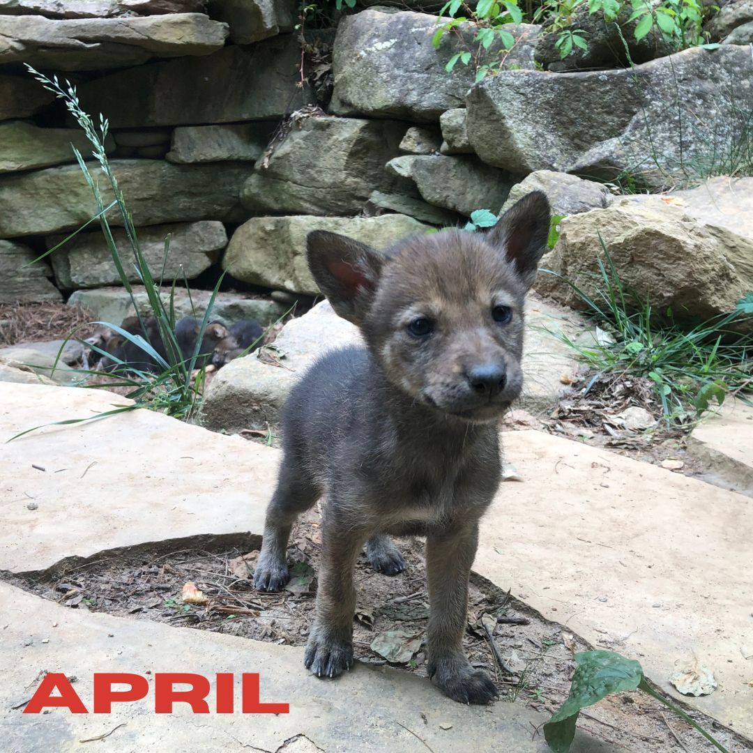 wncnaturecenter's tweet photo. Oh baby, what a year it’s been at the WNC Nature Center! Let’s take a look back at the bundles of joy we welcomed in 2023. April: critically endangered Red Wolf pups born. September: bobcat, Tufts, and coyotes arrived. September: new raccoons November: bobcat, Kohana arrived. https://t.co/P8N2cxLmqv