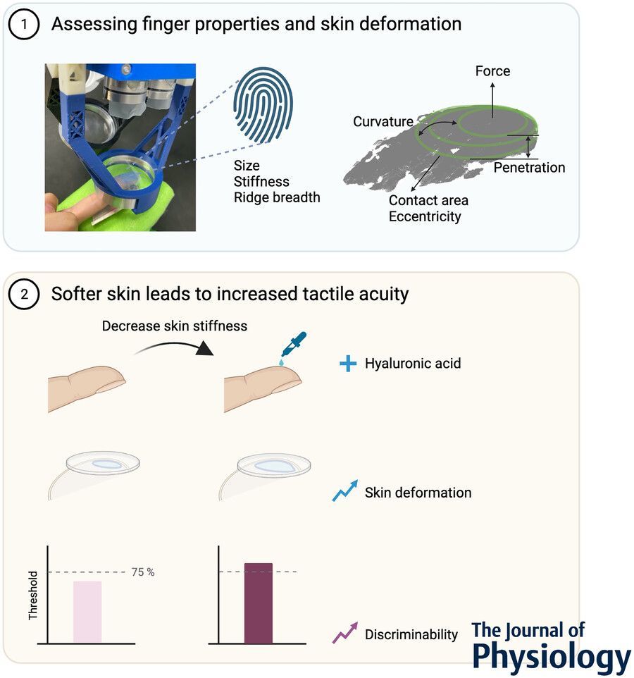 Journal of Physiology (@jphysiol) on Twitter photo Bingxu Li and <a href="/GregGerling1/">Gregory Gerling</a> (<a href="/UVAEngineers/">UVA Engineering</a>) show how an individual's skin stiffness predicts their tactile discrimination of compliance!
📜buff.ly/41qGCAq Bingxu Li and <a href="/GregGerling1/">Gregory Gerling</a> (<a href="/UVAEngineers/">UVA Engineering</a>) show how an individual's skin stiffness predicts their tactile discrimination of compliance!
📜buff.ly/41qGCAq