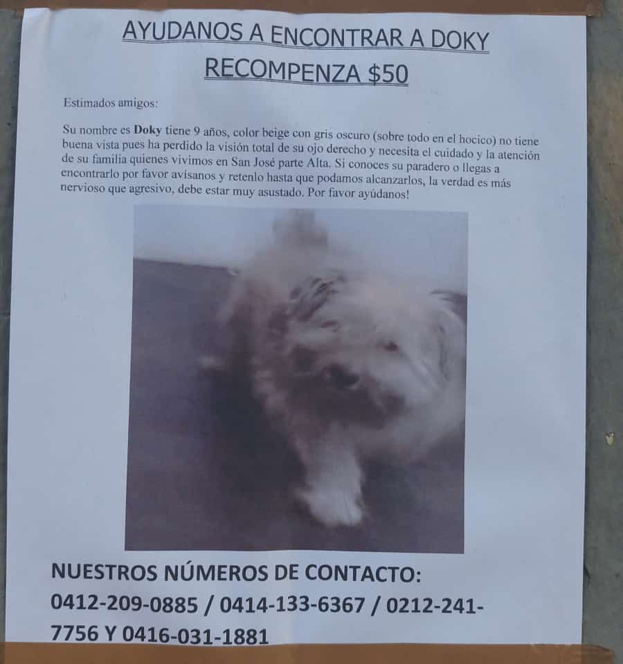 <a href="/PerroUsuario/">PerroUsuario Wof '•'</a> Extraviado.Gracias 🐾♥️🐶🎅🌲😔🙏