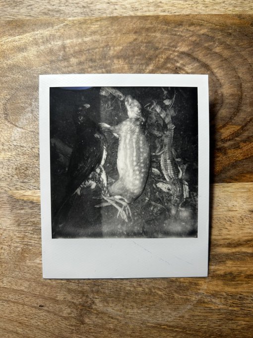 M&aacute;s fotitos Polaroid de estos d&iacute;as que he pasado en el Amazonas ecuatoriano con la comunidad Sapara:<a href="/tag/larim"class="tags"><span>#larim</span></a><a href="/tag/boya"class="tags"><span>#boya</span></a>