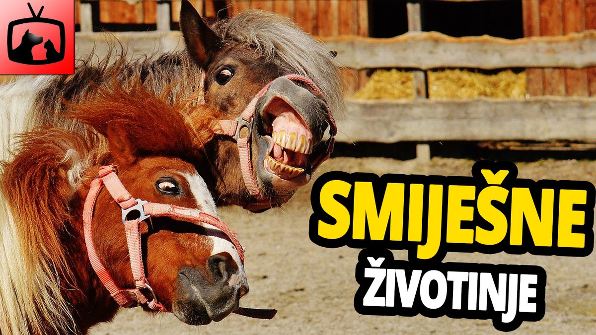 🤣 Smiješne Životinje – Najsmiješniji Video Sa Životinjama Na Balkanu! youtu.be/3U9D8SpqL4A?si… #SmiješneŽivotinje #SmiješniPsi #SmiješneMačke #mačke #životinje #funnyAnimals #Psi #Pas #Lajanje #Laju #cute #KucniLjubimciTv #YouTube #Trendy