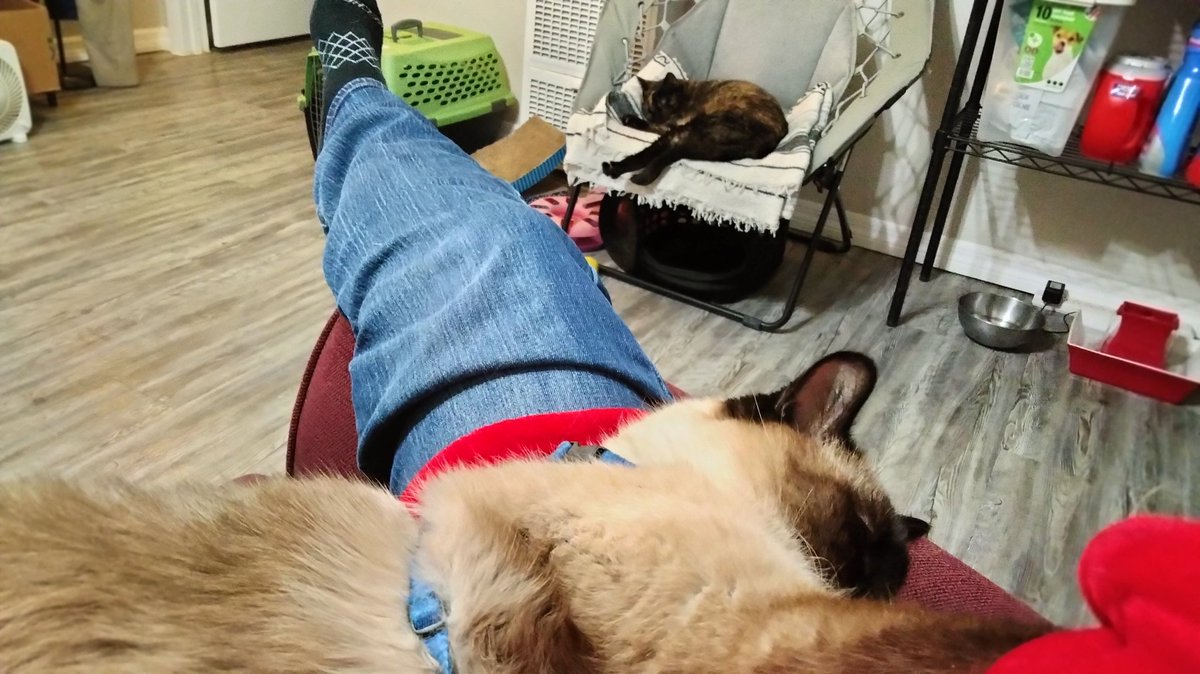 It's a cat's life. Just chilling.
#Caturday #catnap #cats