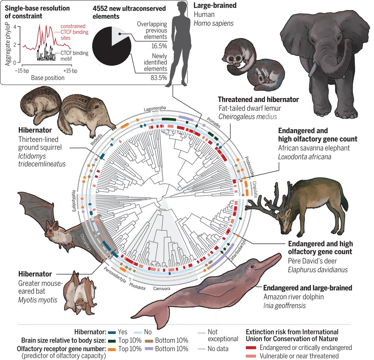 Researchers in Science have pinpointed parts of the genome linked to a few exceptional traits in the mammalian world, such as extraordinary brain size, superior sense of smell, and the ability to hibernate during the winter. scim.ag/5md #Zoonomia