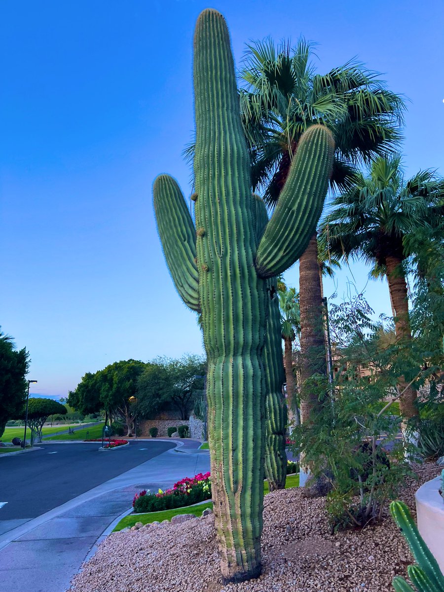 PFTCommenter's tweet photo. Its not a cactme its a cactUS. 
Something to think about to start your day godbless and see you on the CW https://t.co/4XfXWTPd7g