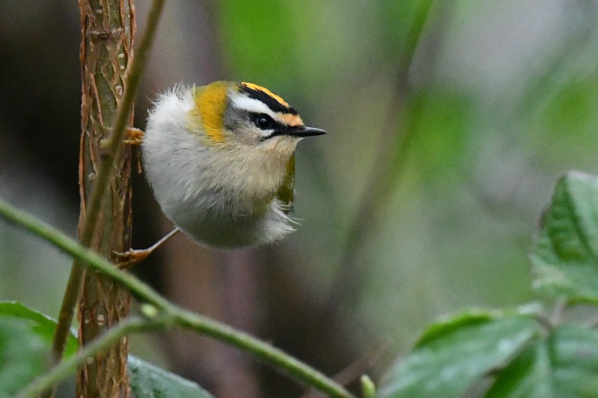 Firecrest at Shutterton, Dawlish taken 29/12/23 during a break in the weather!