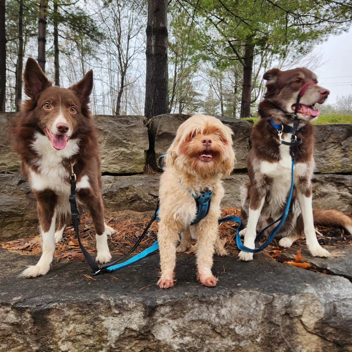 Winnie and Joey the Muppet were happy to stop for some pictures but Hershey would have preferred to not stop the walk 😅 shhh nobody tell him he's 10yrs old and the oldest 🤫 #olddogsrule #dogwalk #walkwithmydogs #lifewithdogs #dogsonrocks #happydogs #doglovers