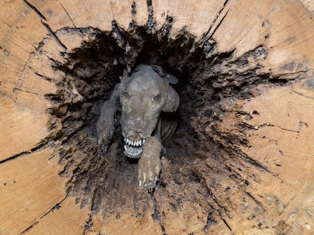 creepydotorg's tweet photo. In 1980, when a group of loggers were cutting off the top of a chestnut oat tree, they noticed the mummified remains of a hunting dog. Experts believe that it chased its prey up the tree in the 1960s, only to get stuck and eventually die. https://t.co/Nw9wHkb9qb