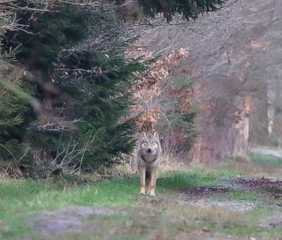 H vd brand tweet media