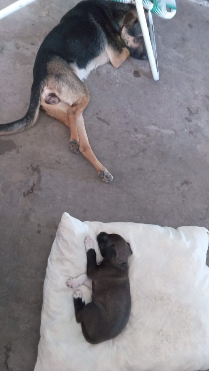 Uno más adoptado ❤️‍🩹. Buena vida Reina