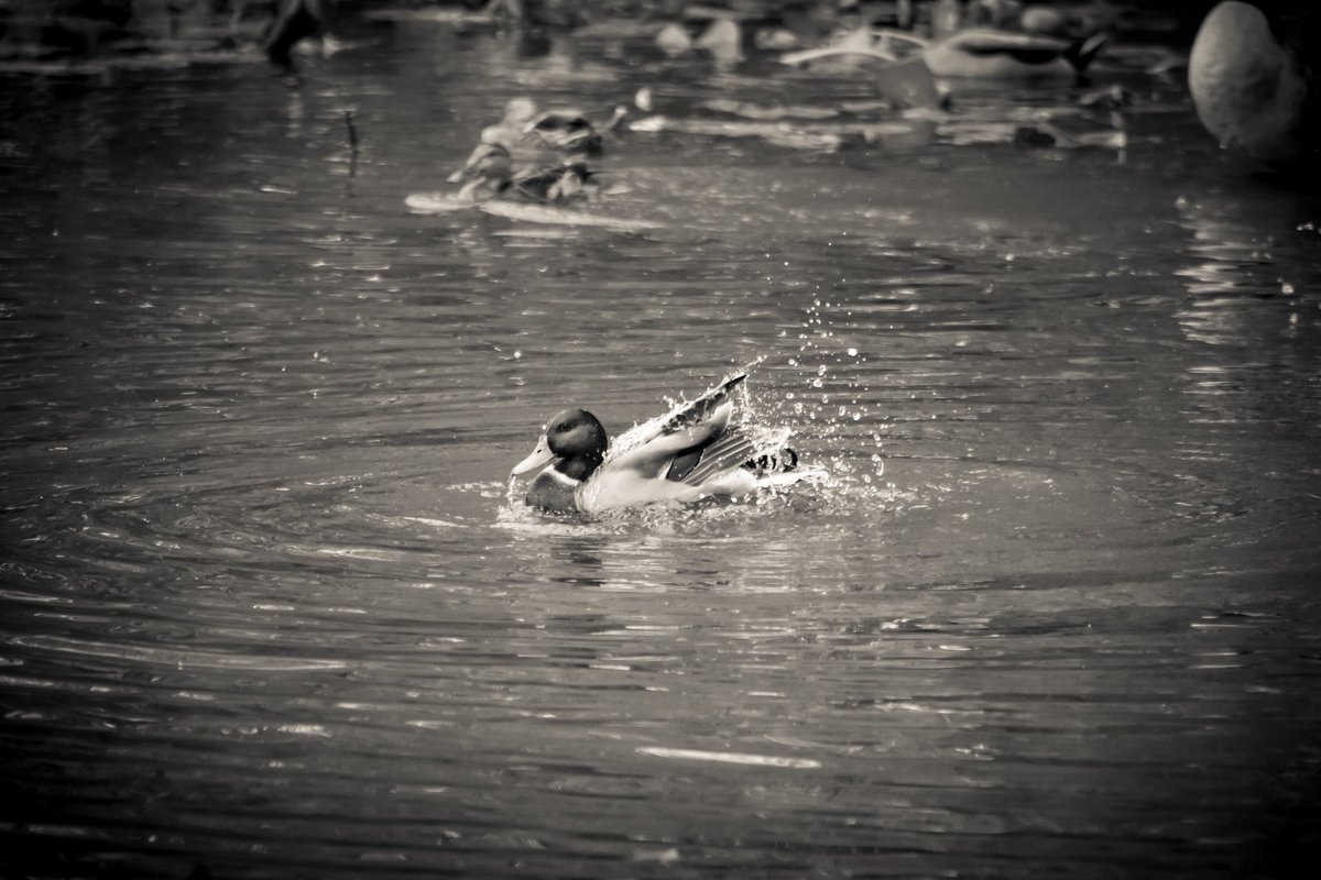 #WildlifePhotography #LakeScenes #MonochromeMagic #VintageLensCapture #NatureInFocus #TranquilMoments #WaterReflections #BlackAndWhiteArt #SerenitySnapshot #WildernessFrames #TimelessWildlife #LakeElegance #NostalgicLensJourney #FeatheredWonders #VintageCapture #duck #goose #fyp