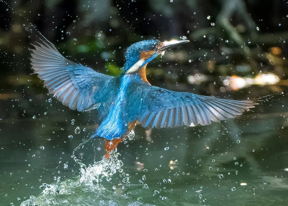 A brilliant story of how one man overcame massive personal challenges & found a love & immense talent for wildlife photography. My personal favourite below bbc.co.uk/news/uk-englan…