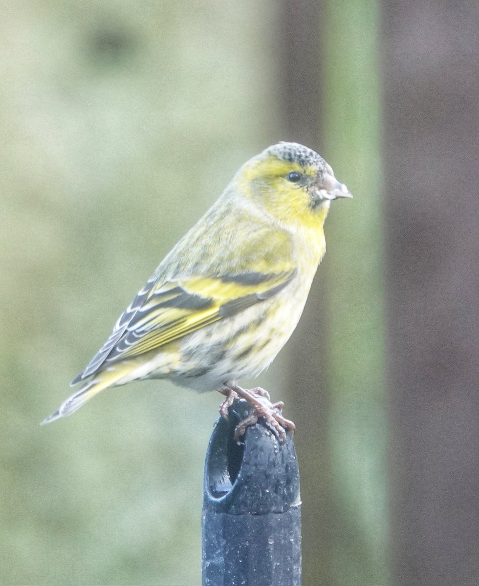 Male Siskin from the garden today #birdwatching #birdphotography #BirdTwitter #BirdsSeenIn2023