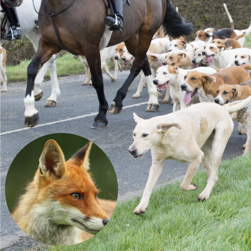 Protect the Wild tweet media