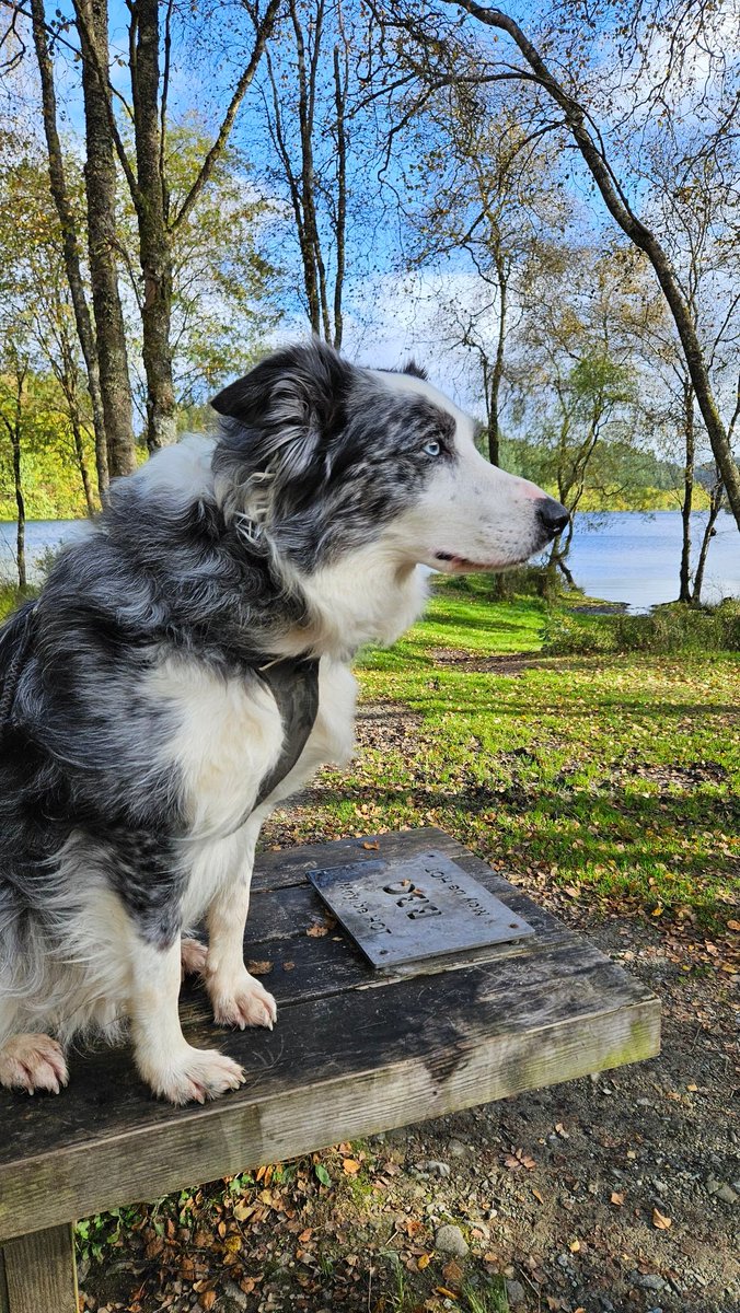 Ripley_Collie 🏴󠁧󠁢󠁳󠁣󠁴󠁿🐾🐶 tweet media