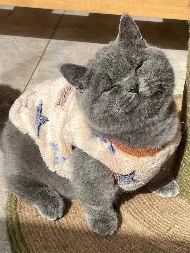 PetChain2's tweet photo. Smile, it's not a big deal😊😊😊
#cat #paw #catoftheday #lovecats #furry #fur #felidae #kitty #meowstagram #smalltomediumsizedcats https://t.co/tioFz59w9t