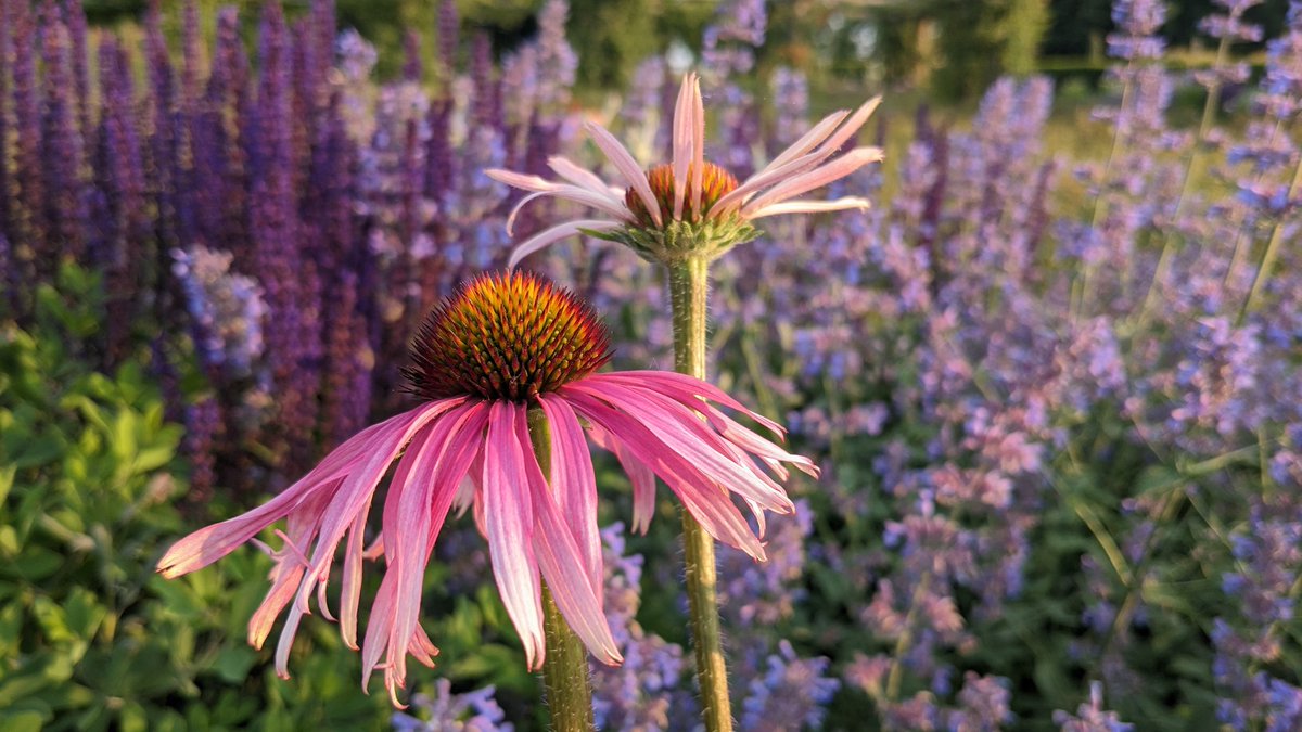 Cita este tuit con una foto bonita que hayas tomado este año 📸