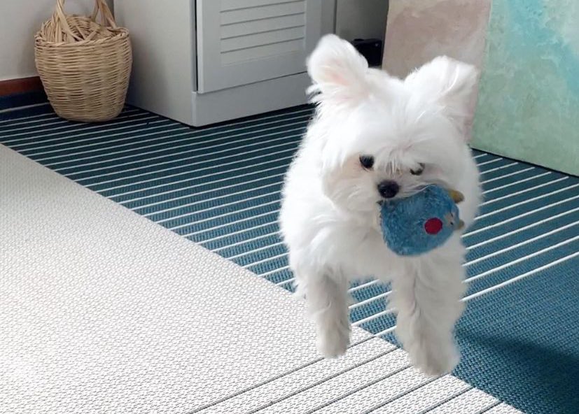 폴짝  .ᐟ .ᐟ