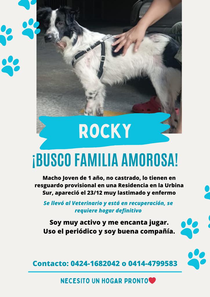 En adopción responsable RP <a href="/eglesca/">eglee escalante</a>: Rocky está listo para ser adoptado, está confinado a un estacionamiento enrejado y el requiere espacio para jugar y correr. La Urbina. Caracas. Venezuela