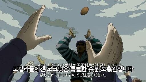 고릴라들에겐 코코넛은 특별한 수분 보충원입니다