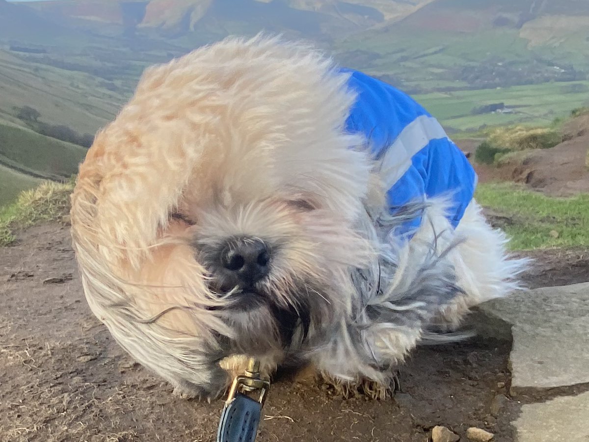 improvemydiet's tweet photo. Making the best of a small break in the rain to take my granddog for our #ExerciseWalk  and #Headspace but he was unimpressed with the strong winds. I had to carry him over the hills summit 💨 https://t.co/ioG6Vryyac