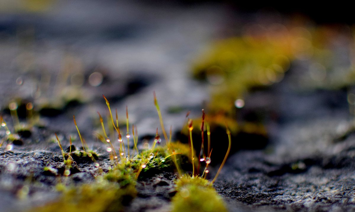 Sporophytes, winter light.. Penicuik, Scotland. #mosses #NaturePhotograhpy #ScottishWalks