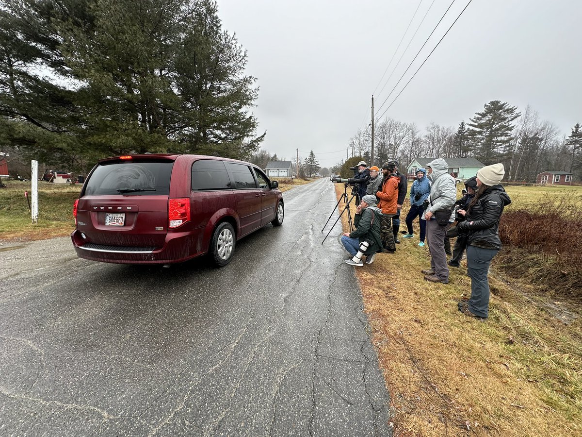 dhitchcox's tweet photo. We got the HEPATIC TANAGER in Stockton Springs, ME! Bird is being surprisingly cooperative and the neighbors are welcoming (despite parking right in front of us 😂) https://t.co/BDpcGa1Cdu
