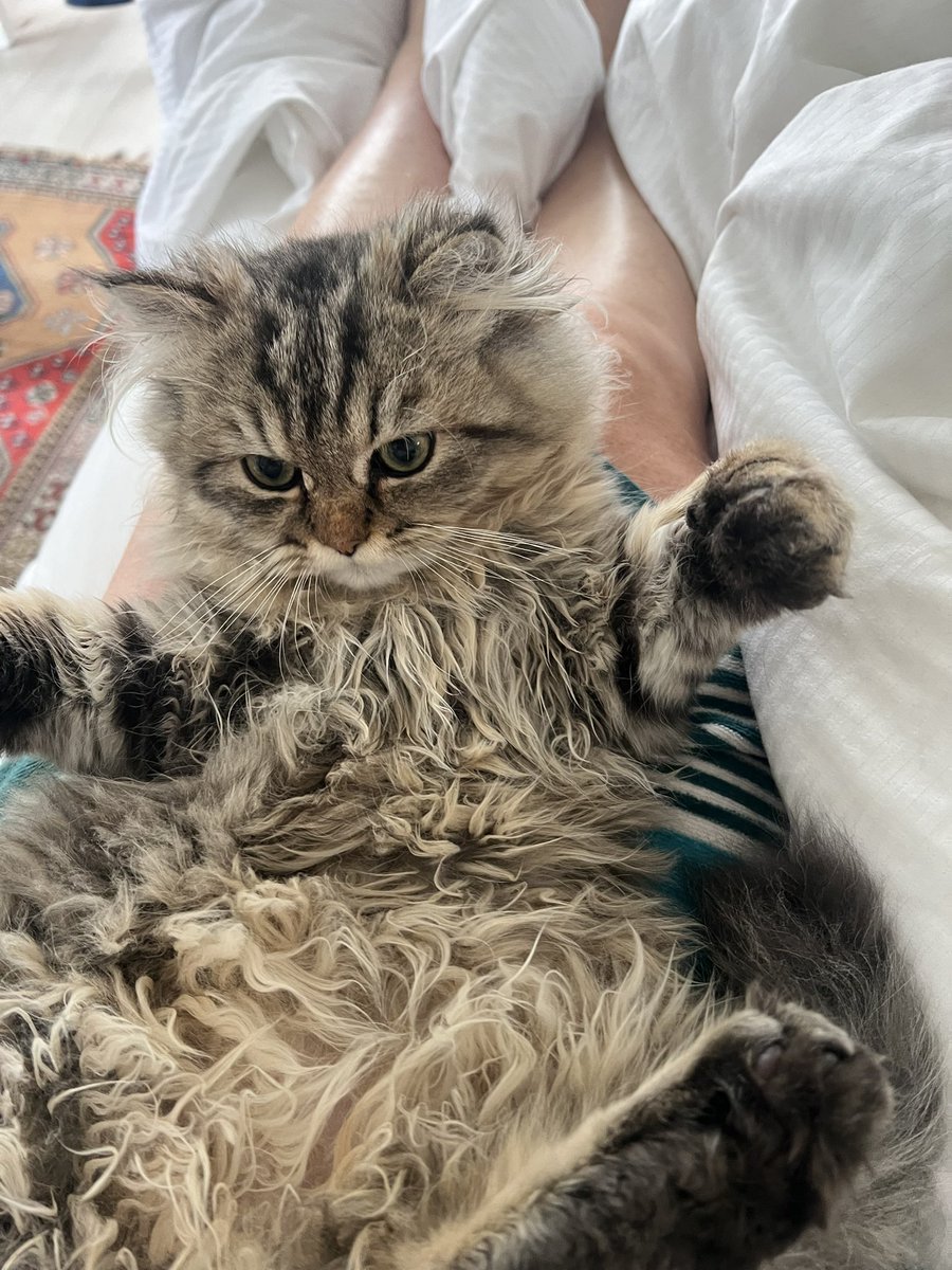 FELICIA DAWES tweet media