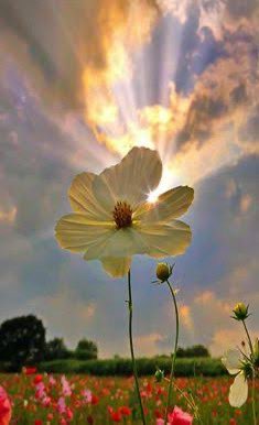 SustentoDigital's tweet photo. Buenos días 
 
La primera oportunidad se da; la segunda se gana; la tercera no existe.

Recuerda :
La vida es bella…!

Será un #Clima nublado fresco #CdValles #SanLuis #Tampico https://t.co/jhWHwOQpx0