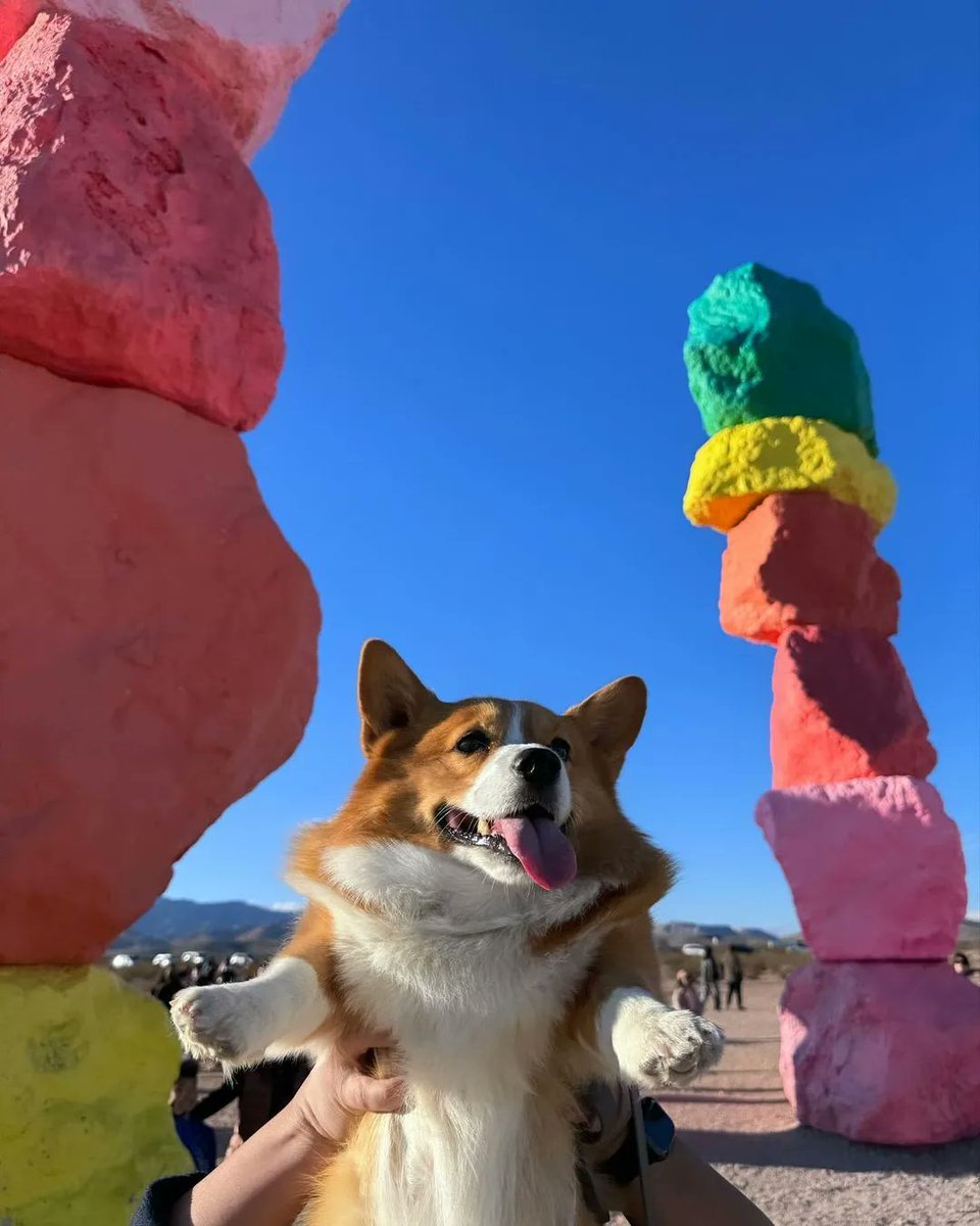 Corgiloverclub_'s tweet photo. Happy moments ✨️ 💖 https://t.co/zVc7Opcvbi