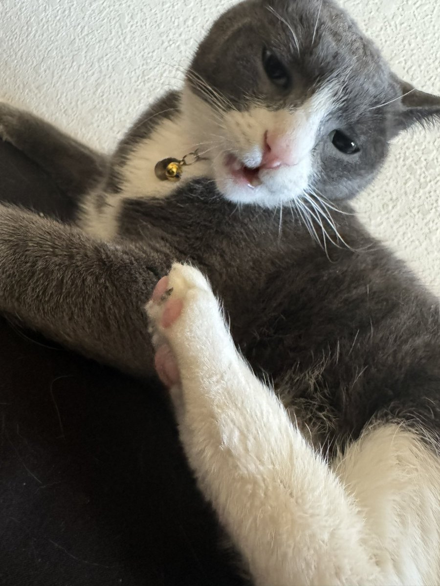 [snf snf] ohe DAMB thate shizt STINKE‼️‼️‼️