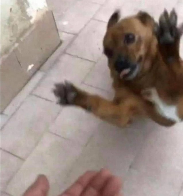 &ldquo;nobody loves you&rdquo;  my dog when I get home: https://t.co/XBwaQJzp8s