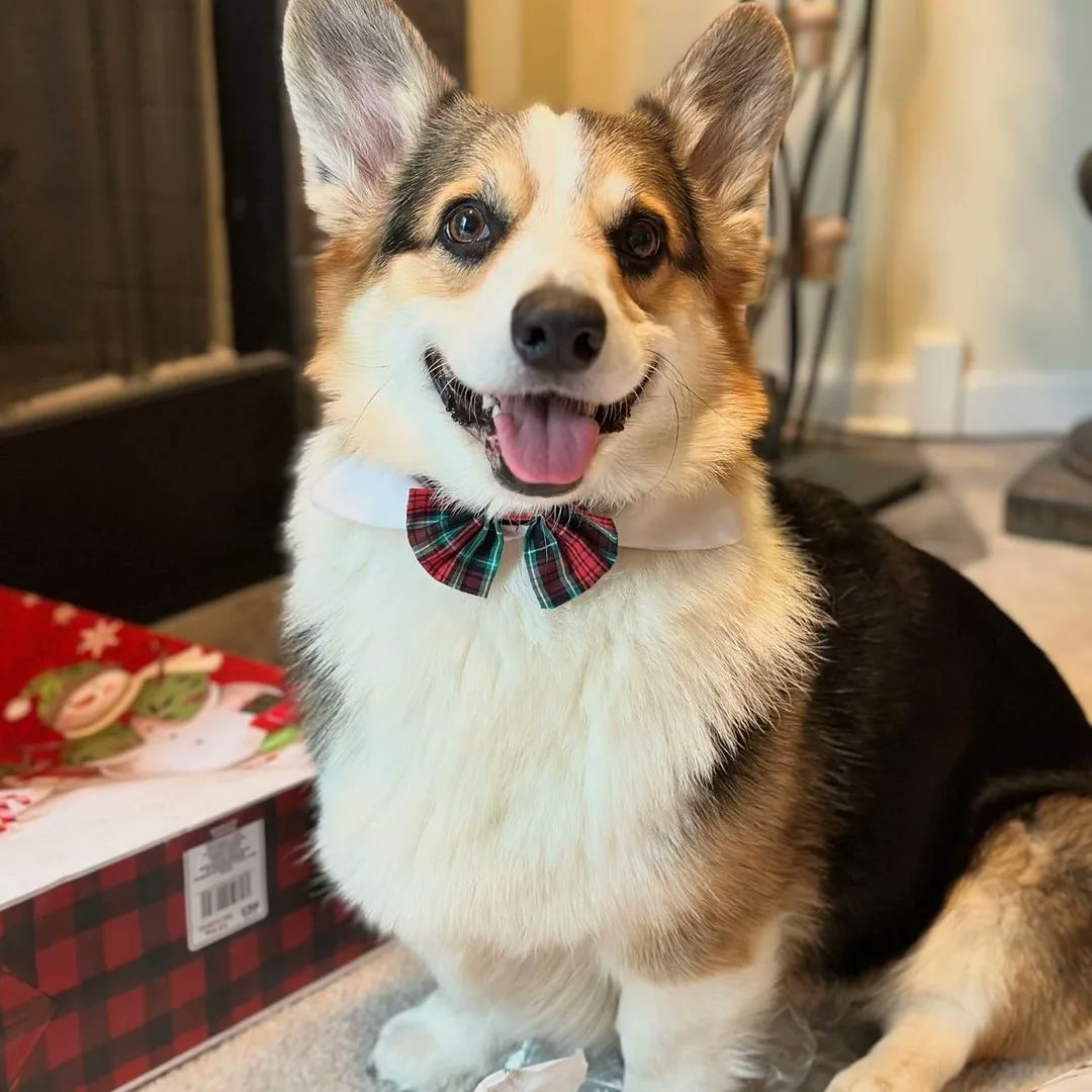 Corgiloverclub_'s tweet photo. happy 😛 https://t.co/8GwQvocY4g