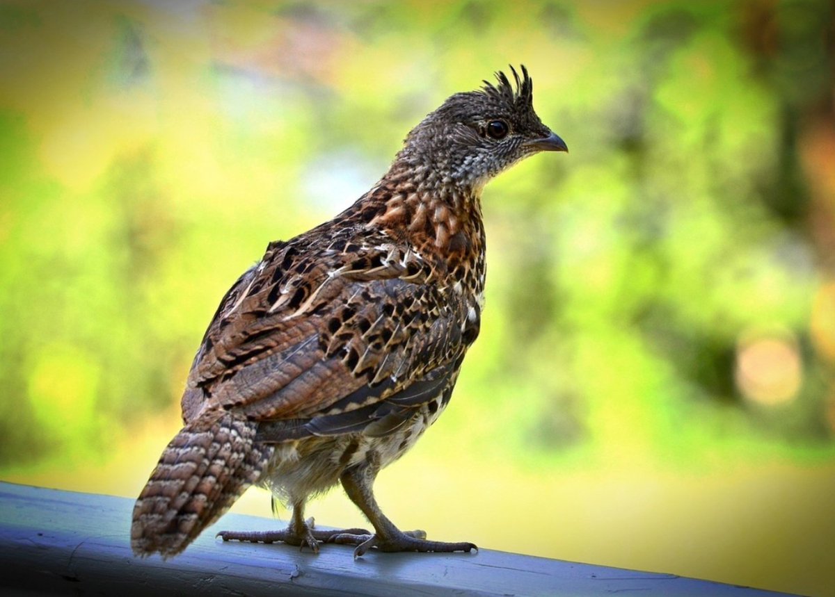 forest_network's tweet photo. The ruffed grouse — a long-term partner of sustainable forest management — appears to be doing better in the Northern Lake States than some hardwood forest regions to the South.

Read more: https://t.co/Cn2gmQlBe2

#Grouse #Conservation #Wisconsin #Minnesota https://t.co/iT55Y1zeiU