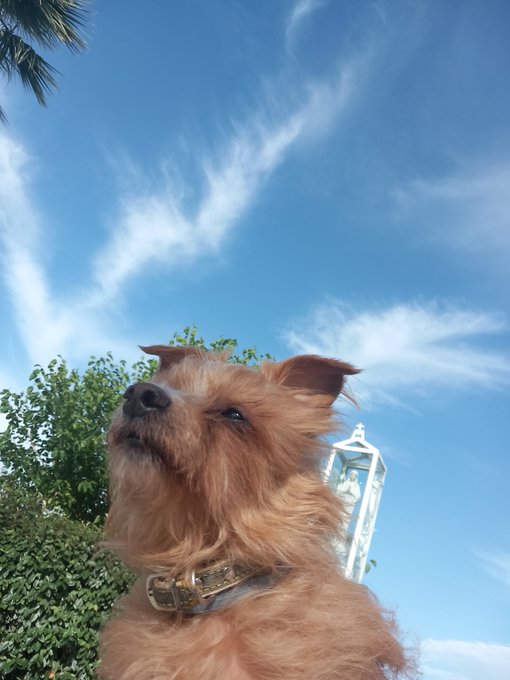 0xAndrewaband's tweet photo. Trigger Warning: pet death

Goodbye, my sweet angel. https://t.co/EVZgGRcVPg