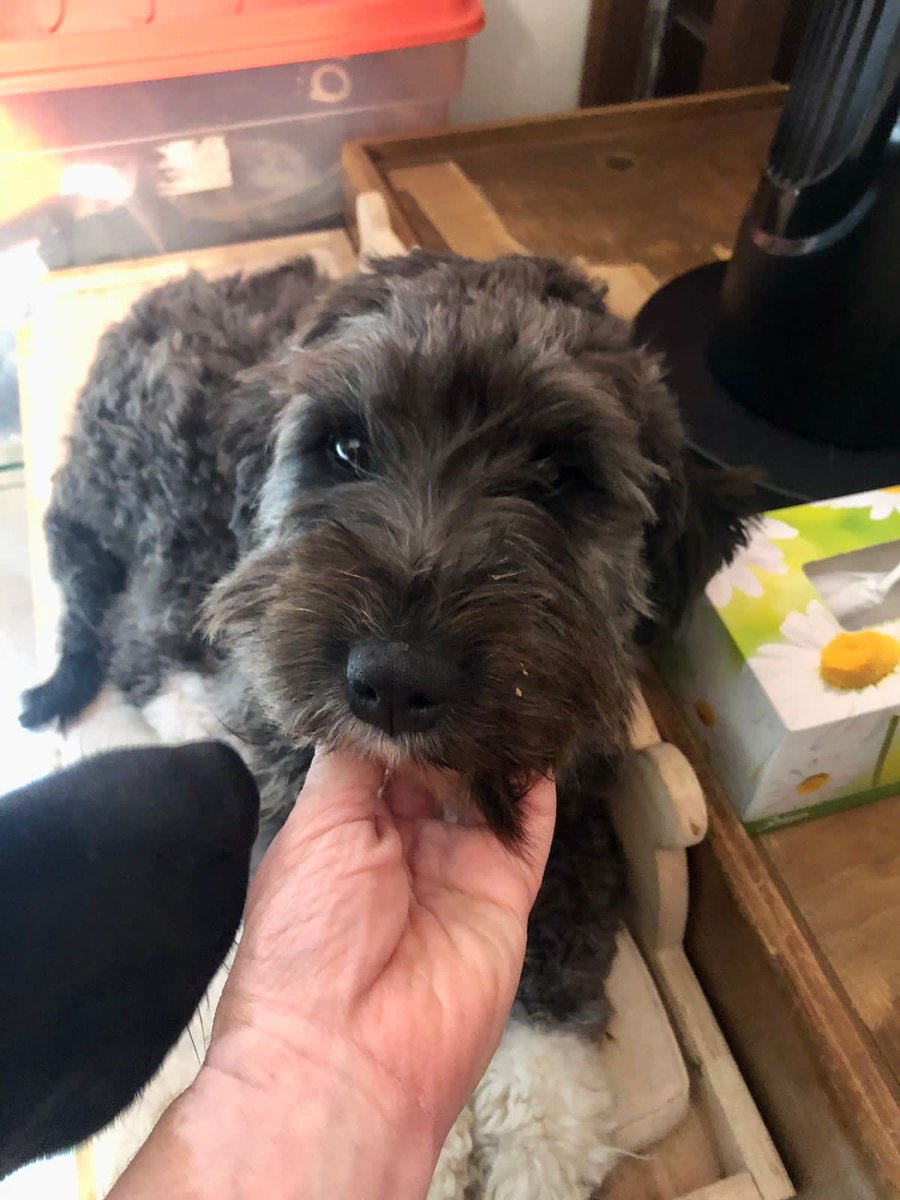 A lo mejor estoy amargada pero ese comentario en una publicación de Galletita no me gusto para nada.
Los perritos no se adoptan para ser regalos y menos para niños,no son juguetes.