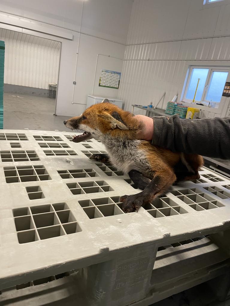 Cythrel di mynd ir shed ieir cyn ir dyrsau gau min no's neithiwr a di helpio ei Hun I 64 o ieir erbyn bore ma cyn I Linda a Owain ei ddal. Unwelcome pest crept in through pop holes before closing last night and helped himself to 64 hens before we caught him this morning!