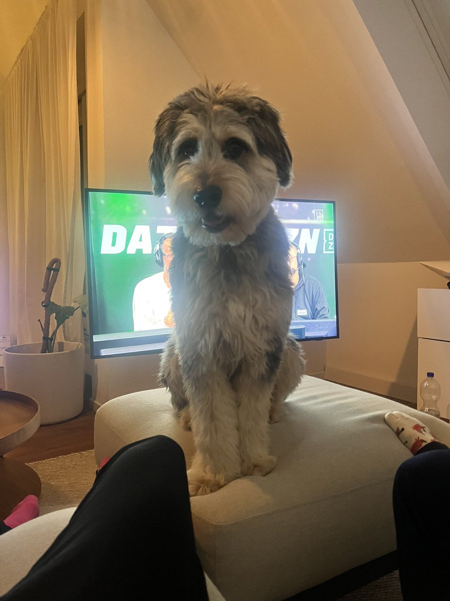 Wenn du dich für deinen DAZN Darts Trip vorbereiten willst aber dein Hund Ozzy andere Pläne hat 😅😅 ab dem 1.1 für DAZN im ally pally #dartzn