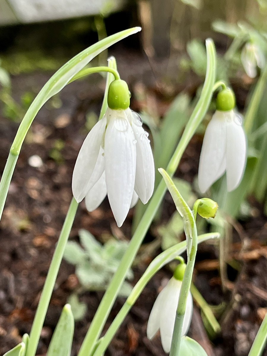 A proper sofa slob day today, catching up with #GardenersWorld, dreaming of swathes of snowdrops with these little beauties already flowering in our wet and cold garden and the promise of more to come 💚#Gardening #Hampshire