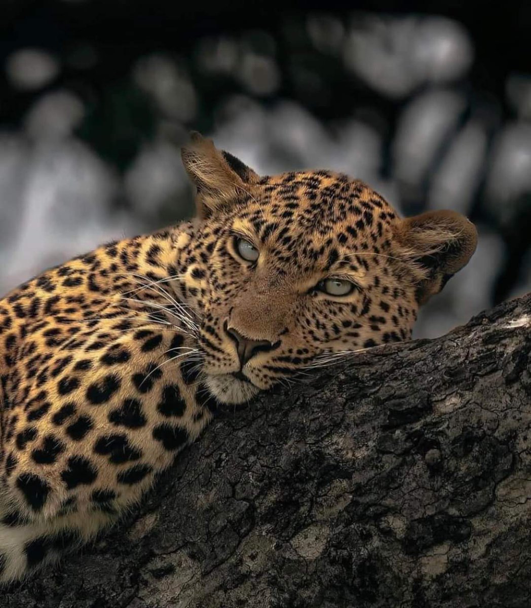 أنا النعيم شئت أم أبيت 
فإن رحلت فالعزاء لك ليس لي .🤍🐆

𝑚𝑎𝑤𝑎𝑑𝑎 𝐽𝑑.🤍🐆