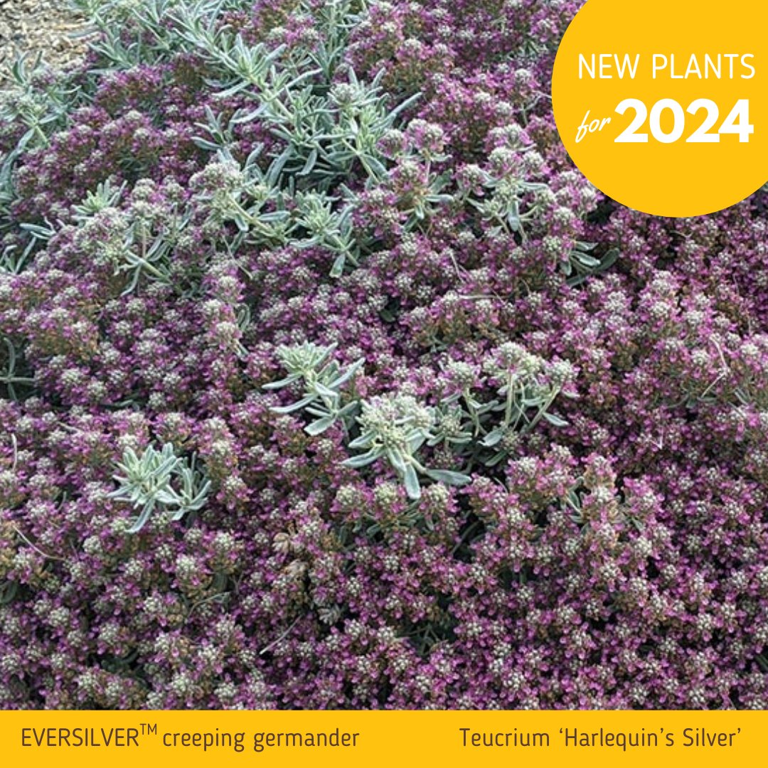 Announcing EVERSILVER™ creeping germander (Teucrium ‘Harlequin’s Silver’).⁠ Full sun. Low water. Well-drained soil. 4-6″ tall, 1-2′ wide. Blooms early June. Zones 5-10.⁠ #plantselect #newplants #2024plantselect #EVERSILVER #EVERSILVERcreepinggermander #germander #Teucrium