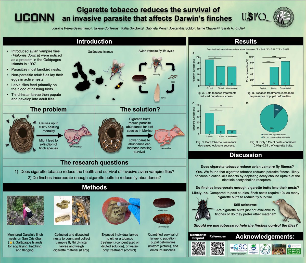 Check out two amazing posters at @SICB_ on Wednesday and Thursday! Lorraine Perez 1/3 P1-88 🪰 Sila Inanoglu 1/4 P2-94 🐣 @SICB_DEDE @UConnOUR @uconneeb