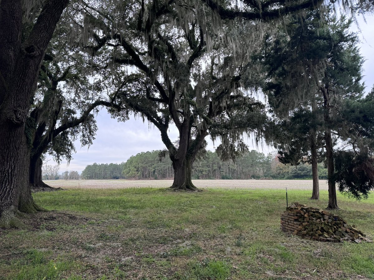 233 years ago my great, great, great, great, great grandfather planted these trees and built a house on this land.

The pile of bricks was their kitchen chimney.