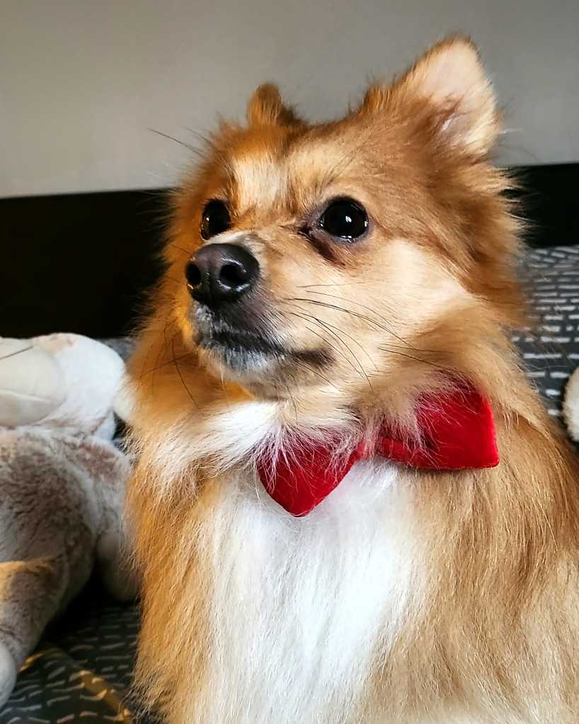 I think Stitch looks so handsome in his Christmas bow, not that I'm biased or anything 😍

#northwest #love #home #lifestyle #cumbria #lakedistrict #family #couples #disneyfamily #husbandandwife #dogmom #adventure #ukfamily #northwest #christmas2023 #christmasdogs #santapaws