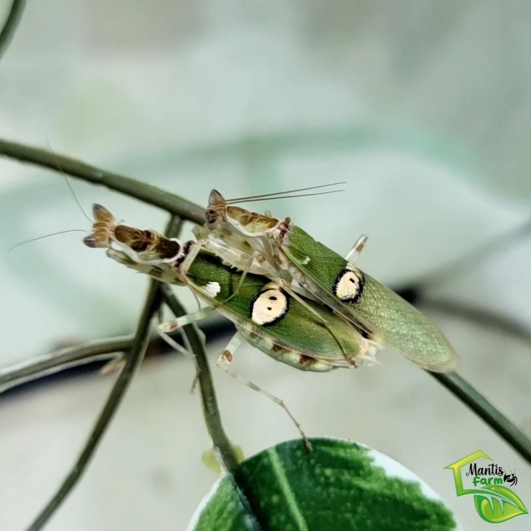Mantis Farm tweet media