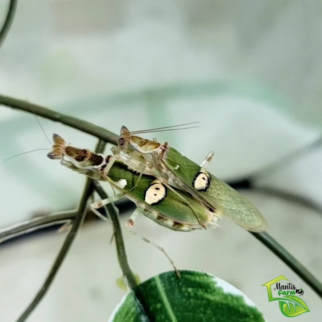 Mantis Farm tweet media