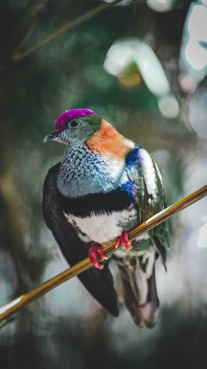 MbarkCherguia's tweet photo. A superb fruit dove's up-close marvel, nature's feathered masterpiece 🐦🌳🇦🇺

#birdphotography #beauty #nature #SaturdayVibes #NaturePhotograhpy #Australia https://t.co/z69PM2jUMK